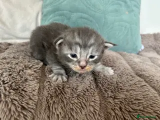 Maine Coon cats TICA registered Maine coones (smokes) - Advert 8