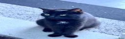 Mixed Breed cats for sale: Adorable brother and sister kittens for sale  - Advert 13