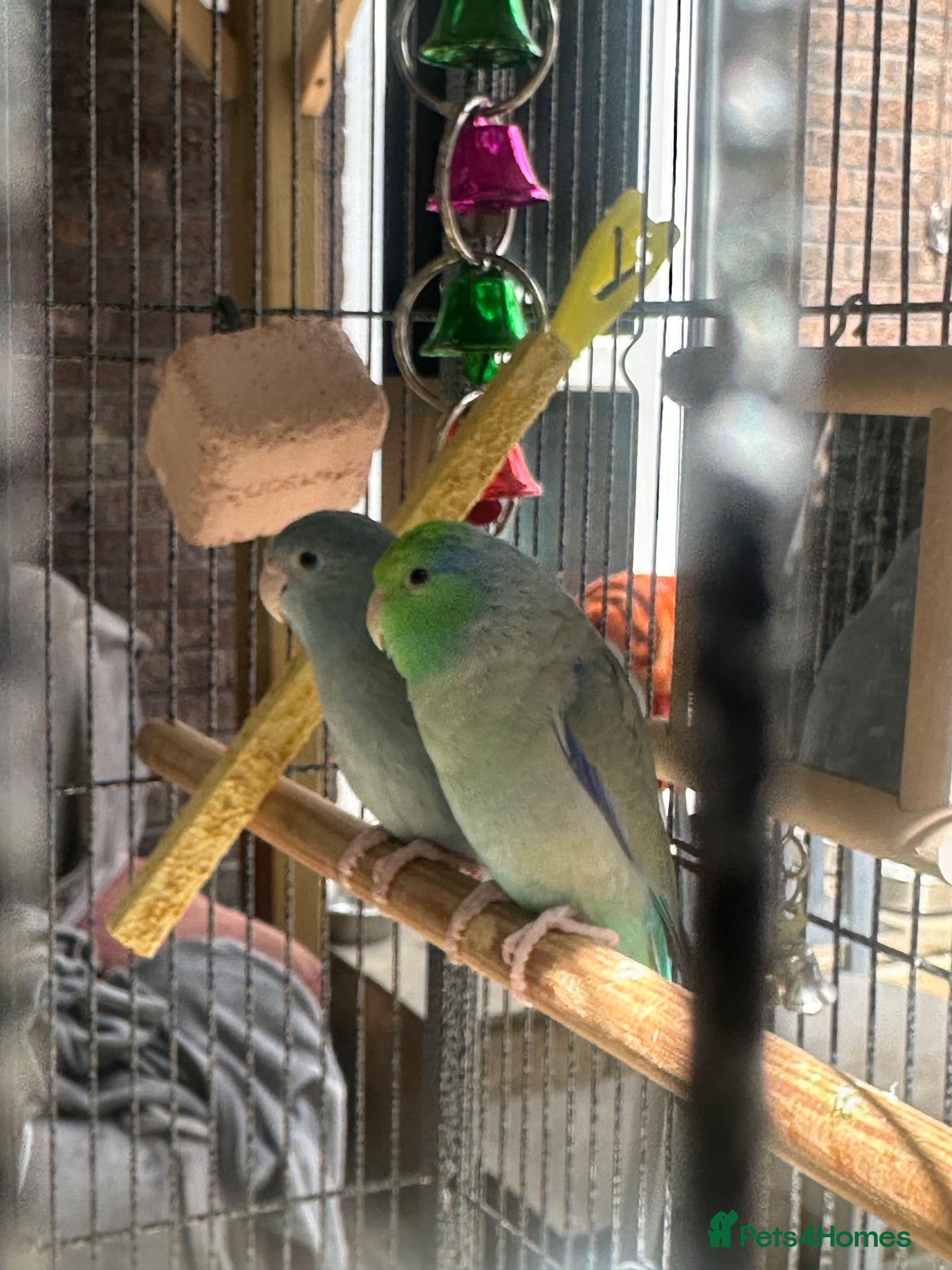 Lovebirds birds 2x love birds - Advert 8