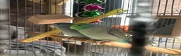 Lovebirds birds for sale: 2x love birds - Advert 1