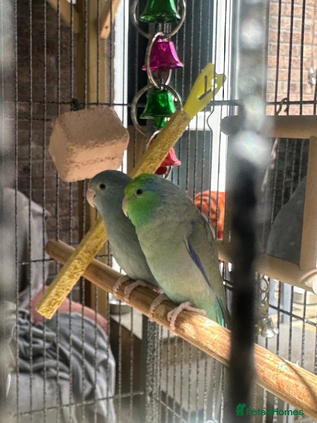 Lovebirds birds for sale: 2x love birds - Advert 1