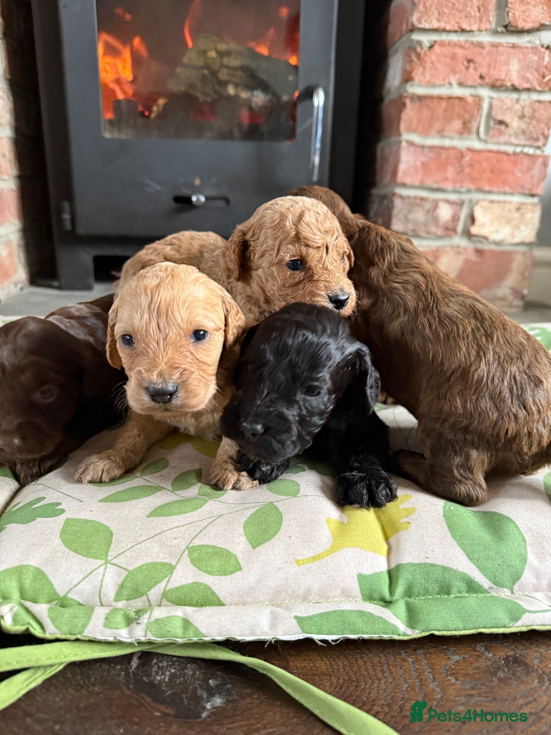 Cockapoo dogs for sale: 8 beautiful miniature cockapoo puppies - Advert 12