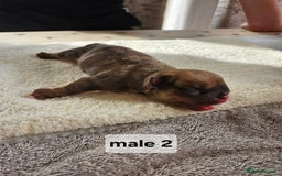 English Bulldog dogs for sale: Kennel club registered English bulldog puppies  - Image 10