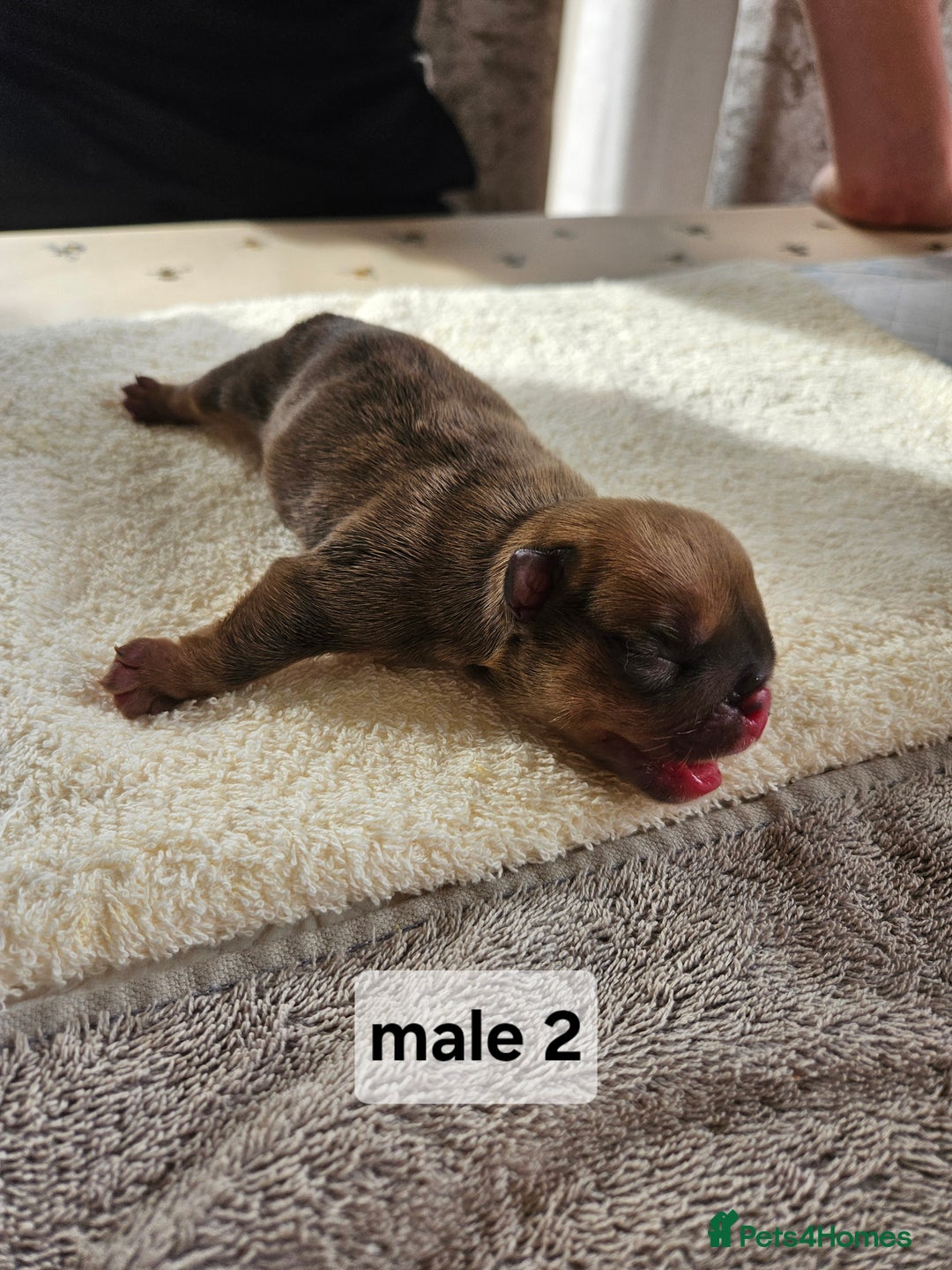 English Bulldog dogs for sale: Kennel club registered English bulldog puppies  - Image 10