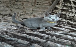 Russian Blue cats for sale: Pedigree Russian blue kittens NORTH LONDON  - Advert 23