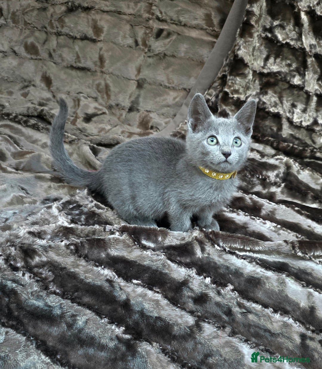 Russian Blue cats for sale: Pedigree Russian blue kittens NORTH LONDON  - Advert 23