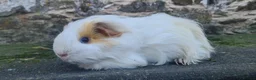 Guinea Pig rodents for sale: Sheltie female guinea pigs - Advert 3