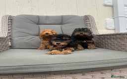 Cockapoo dogs for sale: F1 pra clear Cockapoos (council licensed breeder) - Image 9