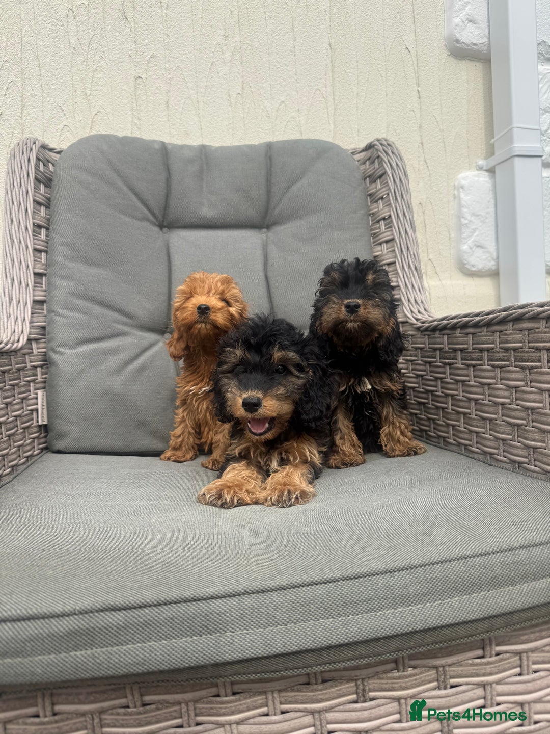 Cockapoo dogs for sale: F1 pra clear Cockapoos (council licensed breeder) - Image 9