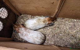 Guinea Pig rodents for sale: Guinea pigs and rabbits  - Advert 5