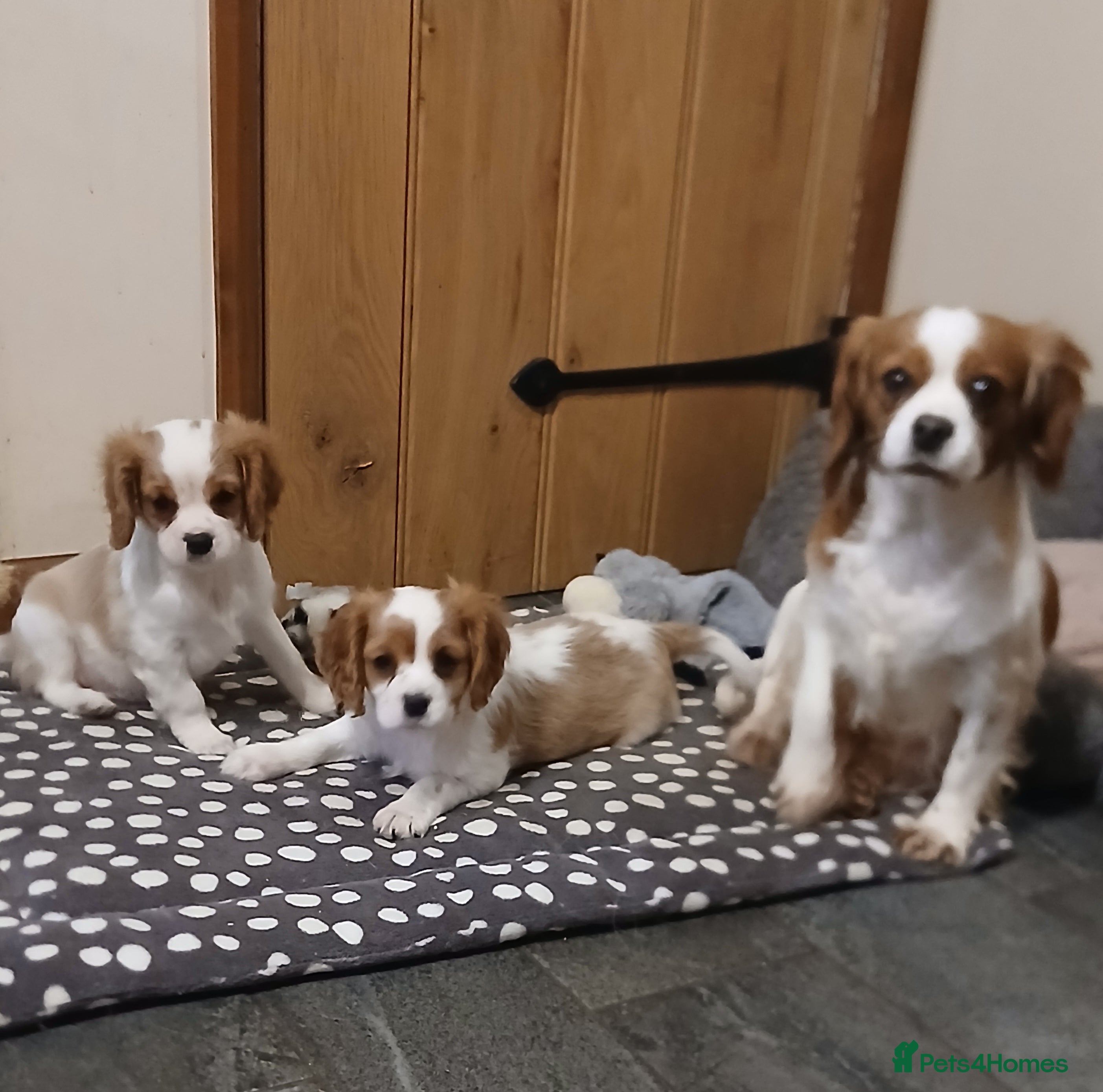 Cavalier King Charles Spaniel dogs Beautiful boys - Advert 17