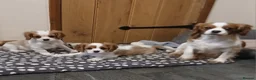 Cavalier King Charles Spaniel dogs for sale: Beautiful boys - Advert 1