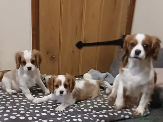 Cavalier King Charles Spaniel dogs Beautiful boys - Advert 17