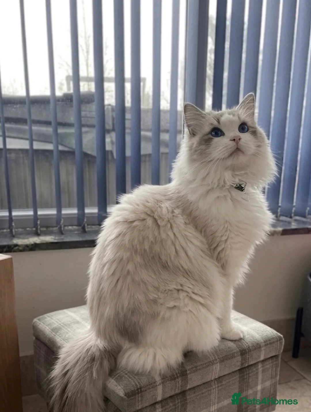 Ragdoll cats for stud: Friendly Stud Cat Available 🩵 - Advert 2