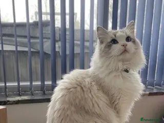 Ragdoll cats Friendly Stud Cat Available 🩵 - Advert 1