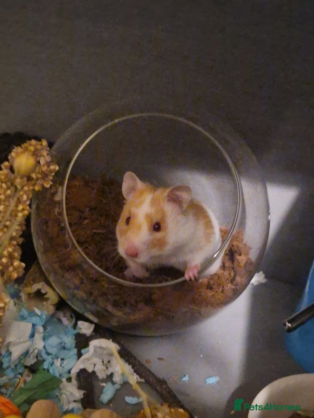 Hamster rodents for sale: Hamster with cage & accessories  - Image 2