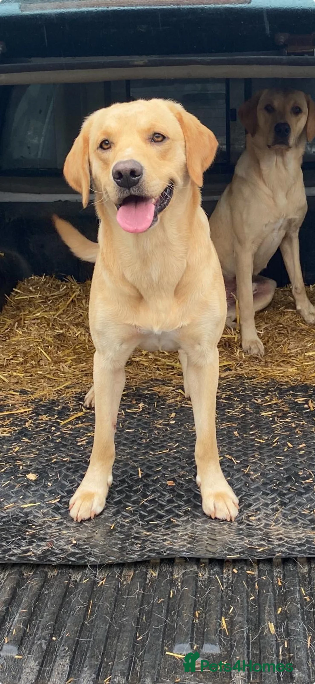 Labrador Retriever dogs for sale: Yellow Labrador pups - Advert 4