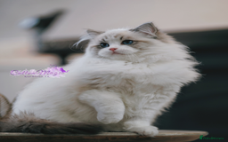 Ragdoll cats for sale: Chinese Import Ragdol High End Show Quality Lynx - Image 1