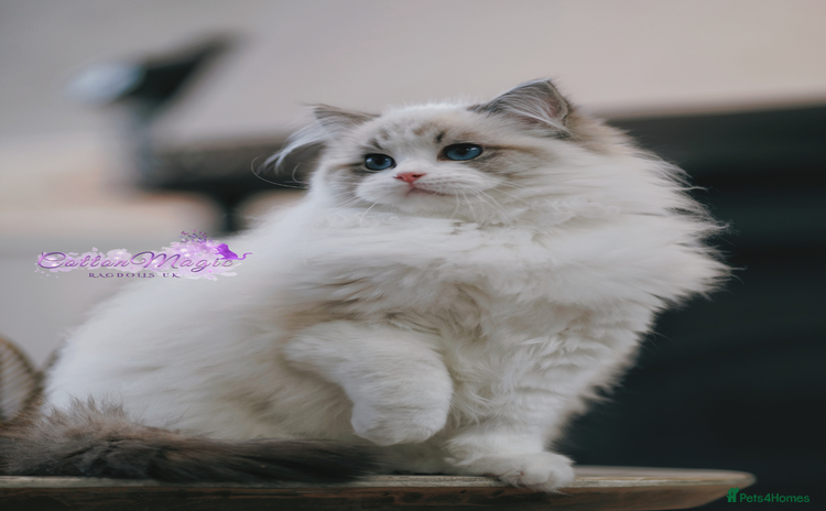 Ragdoll cats - Advert 3