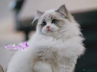 Ragdoll cats - Advert 7