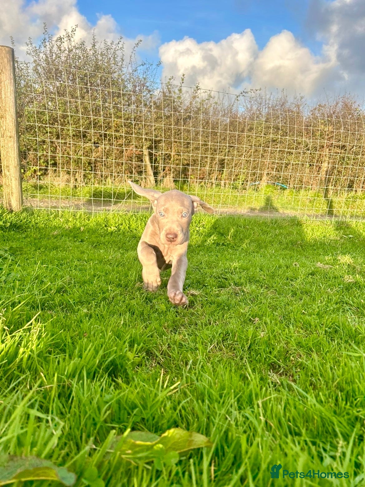 Weimaraner dogs for sale: KC weimaraner girl READY NOW - Advert 5