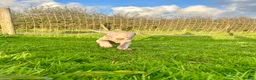Weimaraner dogs for sale: KC weimaraner girl READY NOW - Advert 3