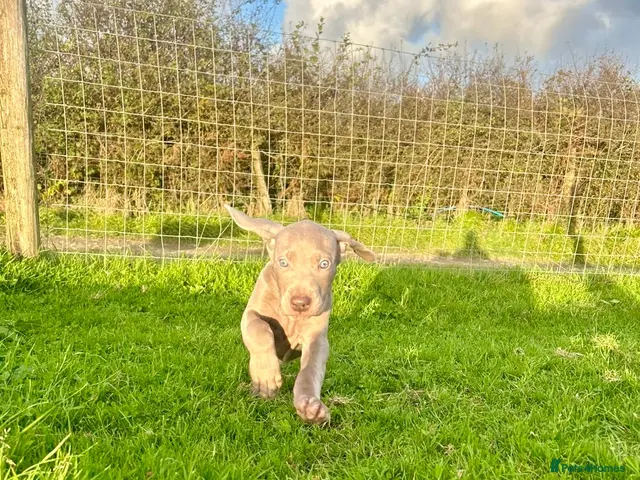 Weimaraner dogs for sale: KC weimaraner girl READY NOW - Advert 1