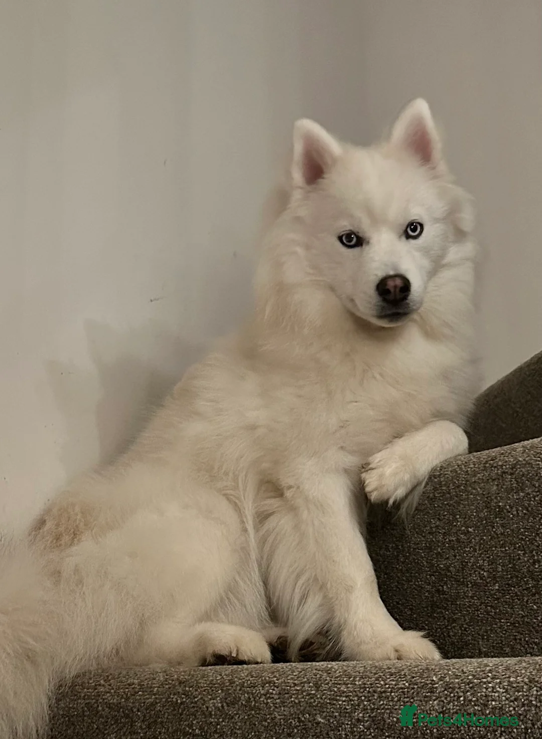 Pomsky dogs for stud: Stunning icy blue eyed F2 Pomsky stud proven  in Dunstable - Advert 4