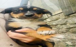 Rottweiler dogs for sale: 5 beautiful Rottweiler X puppies  - Image 8