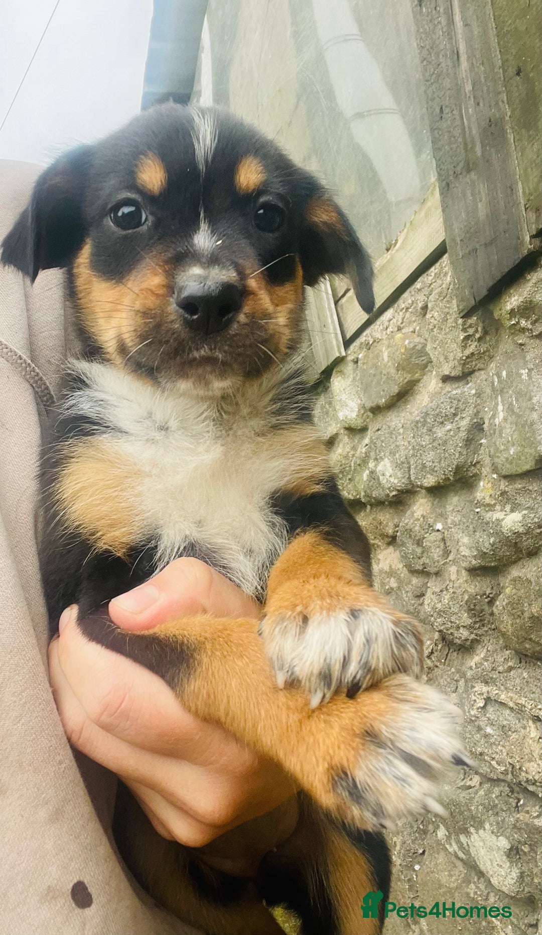 Rottweiler dogs for sale: 5 beautiful Rottweiler X puppies  - Image 8