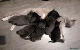 Persian cats for sale: British Persian  - Image 1