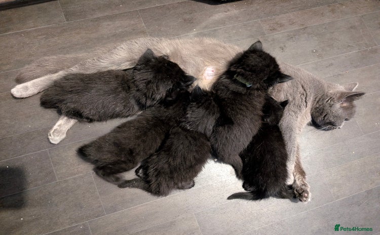 Persian cats - Advert 1