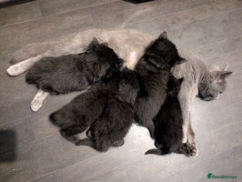 Persian cats - Advert 3