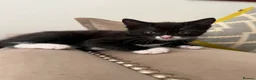 Mixed Breed cats for sale: 4 beautiful tuxedo cats for sale £100 each  in Enfield - Advert 9