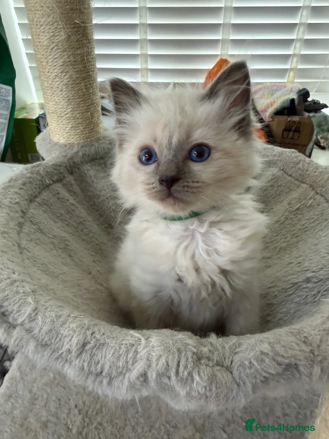 Ragdoll cats for sale: 2 Boy fluffy cute Ragdolls left - Advert 2