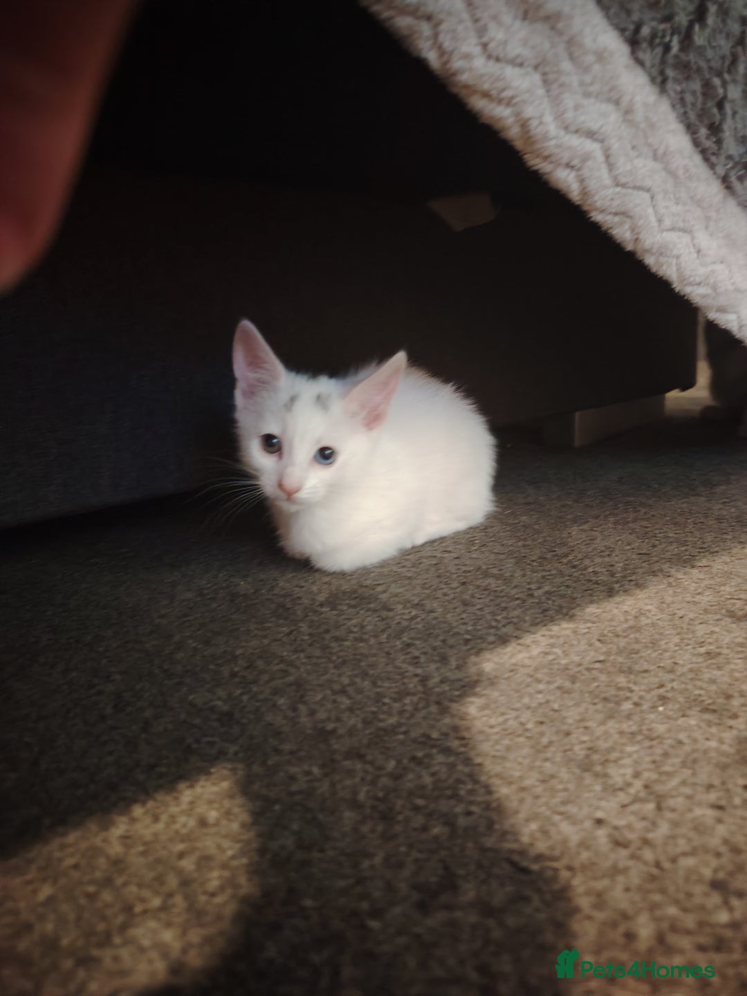 Mixed Breed cats for sale: 3 kittens for sale  - Image 6