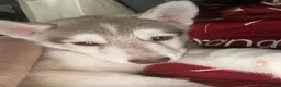 Siberian Husky dogs for sale: Beautiful Siberian husky all boys ready to go - Advert 10
