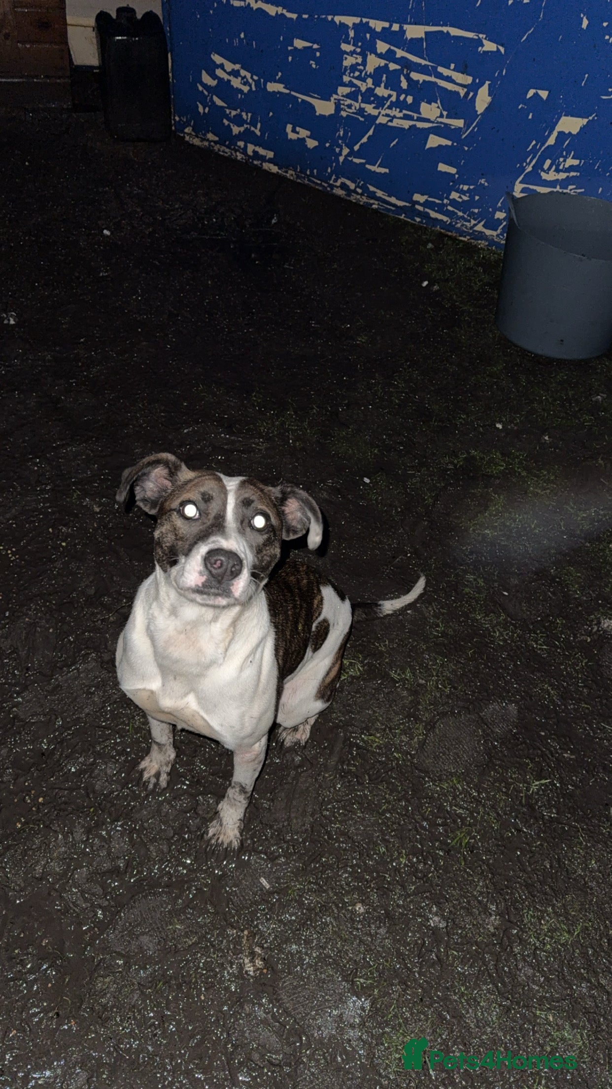 Mixed Breed dogs Lurcherxbulldog - Advert 1