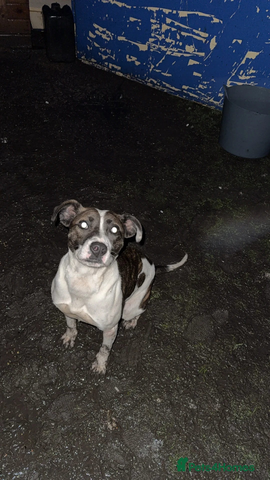 Mixed Breed dogs for sale: Lurcherxbulldog - Advert 1