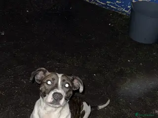 Mixed Breed dogs Lurcherxbulldog - Advert 1