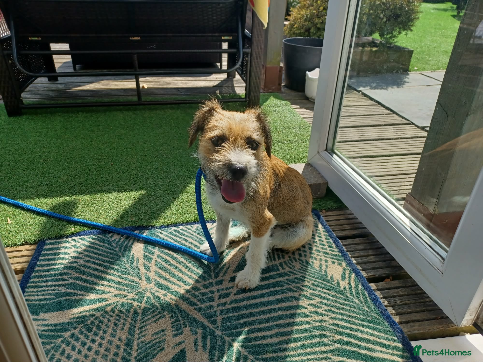 Mixed Breed dogs Betsey 🩷 - Advert 1