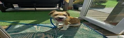 Mixed Breed dogs for adoption: Betsey 🩷 in Bournemouth - Advert 1