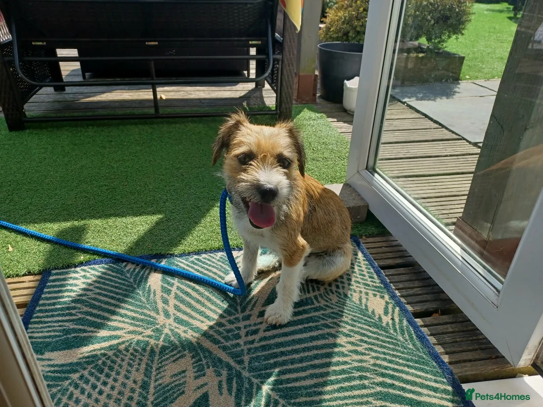 Mixed Breed dogs for adoption: Betsey 🩷 in Bournemouth - Advert 1