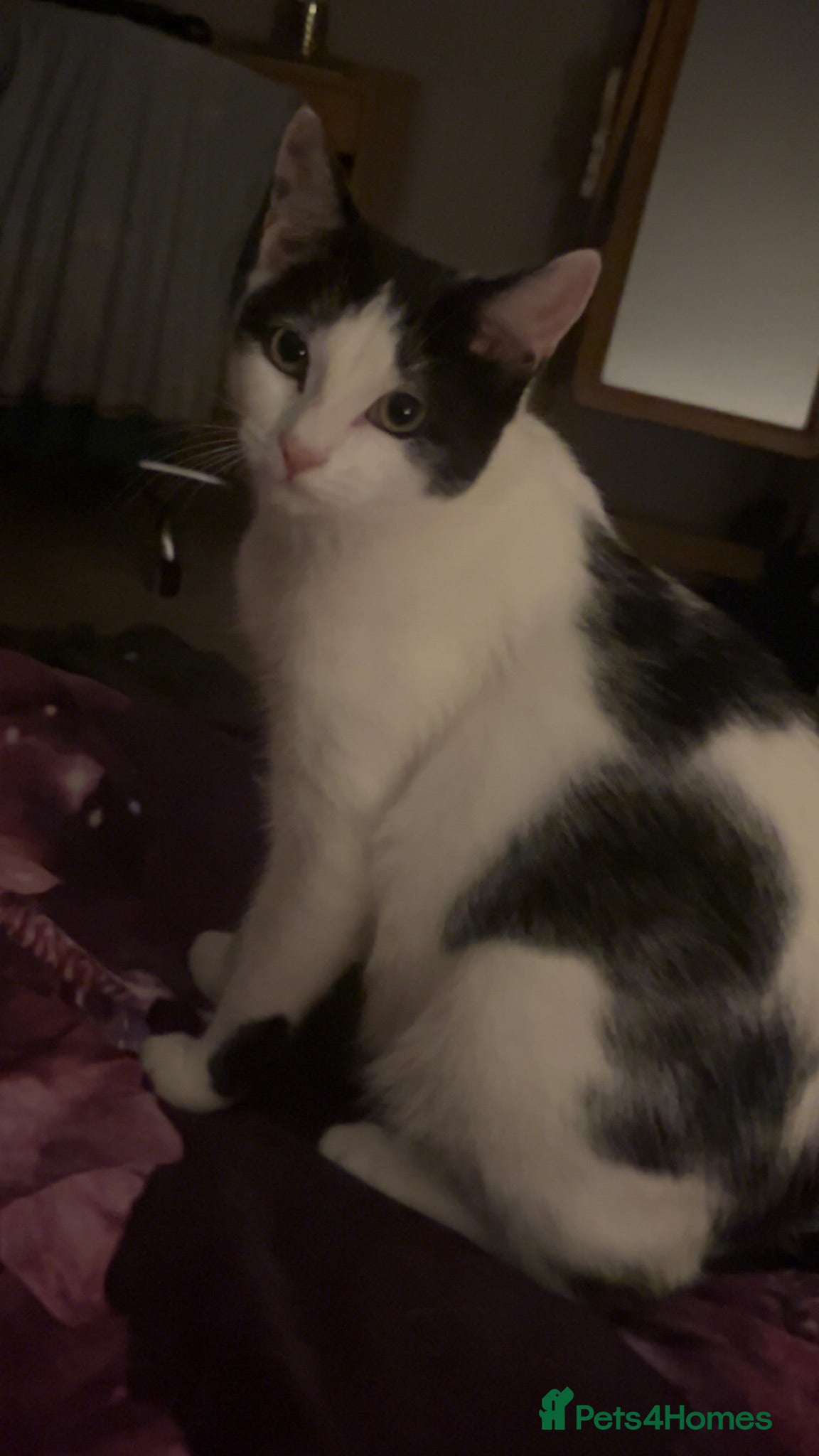 Mixed Breed cats 2 boys one girl for sale - Advert 1