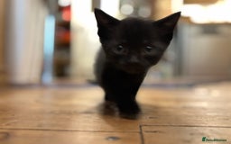 British Shorthair cats for sale: Friendly and beautiful kittens - ready now  - Image 17