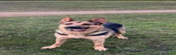 German Shepherd dogs for sale: Beautiful German Shepherd Puppies - Advert 7
