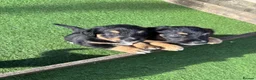 Mixed Breed dogs for sale: Beautiful puppies  in Tranent - Advert 5