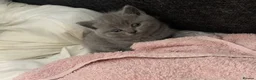 British Shorthair cats for sale: British shorthaired kittens  in High Peak - Advert 10