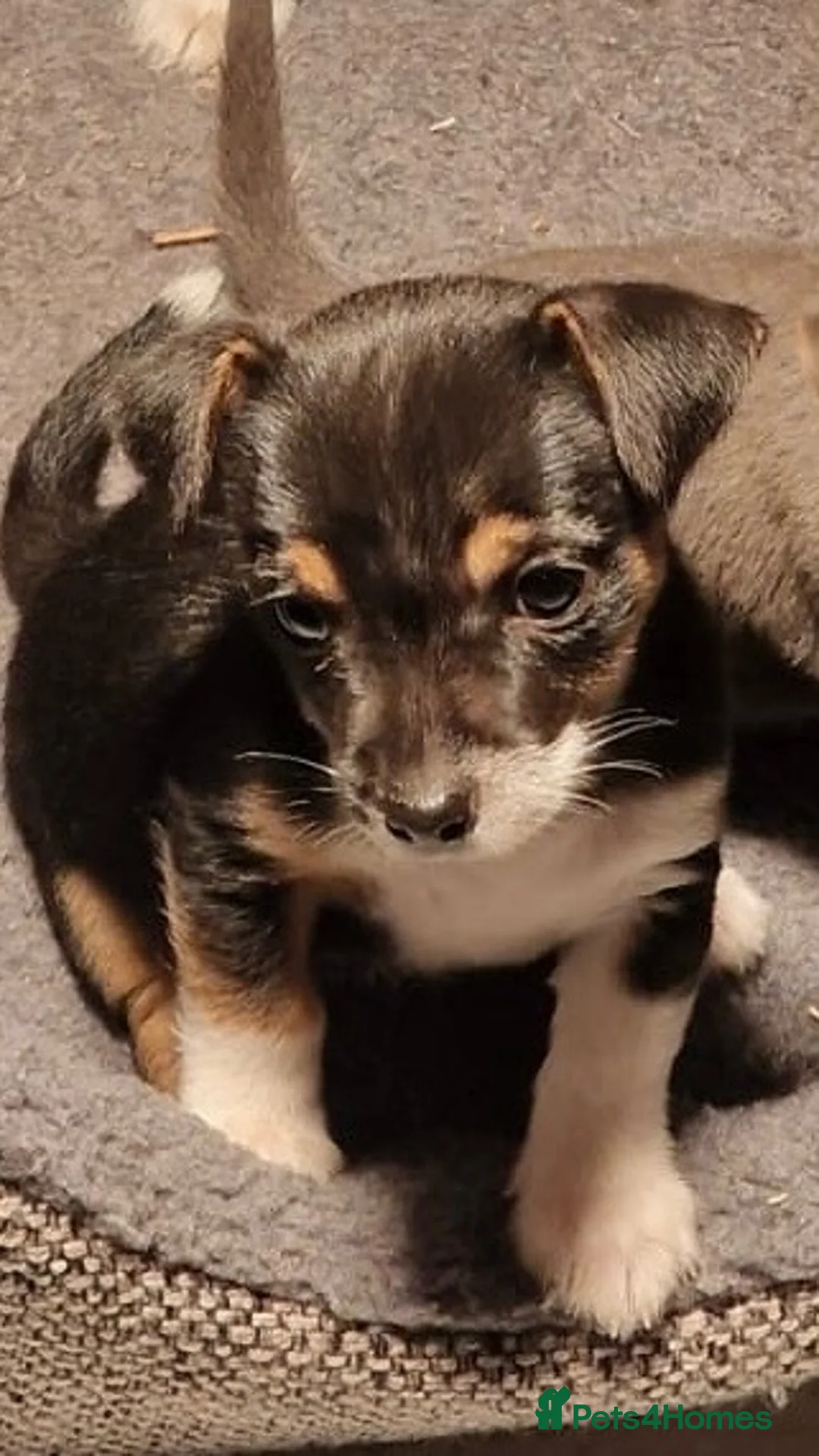 Jack Russell dogs for sale: Exceptional miniature jack russels - Advert 18