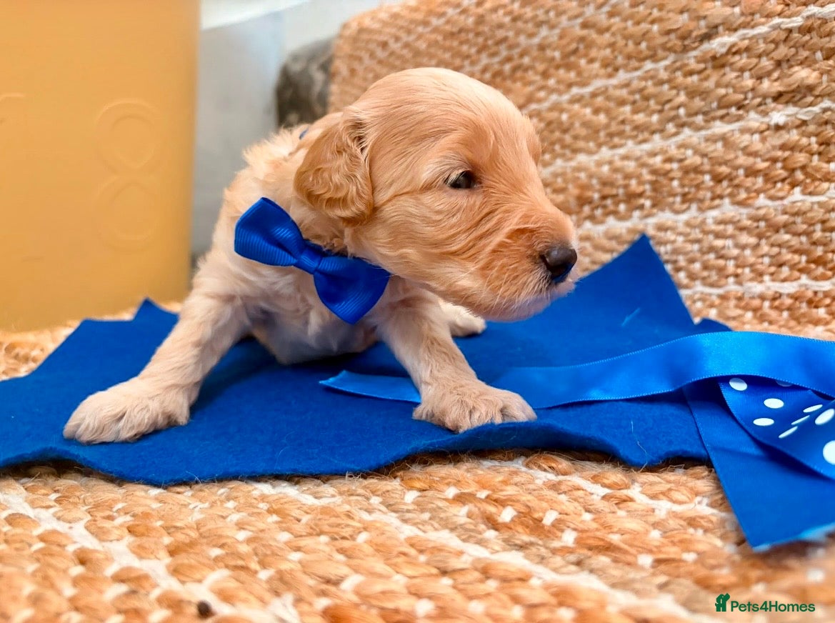 Labradoodle dogs Gorgeous 🌸🌸 F1BB Miniature Labradoodle Puppies - Advert 2
